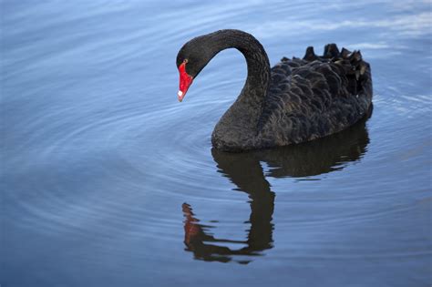 Mind-blowing Facts About the Trumpeter Swan You Shouldn't Miss - Bird Eden