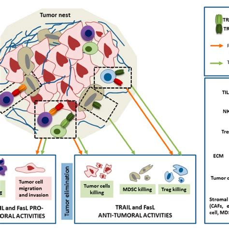 The Role Of Trail Trail R And Fasl Fas Systems In Cancer Development In Download Scientific