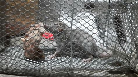 Chachundar in cage... - YouTube