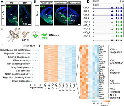 Abnormal Development Of The Mge In Congenital Hydrocephalic Mice A