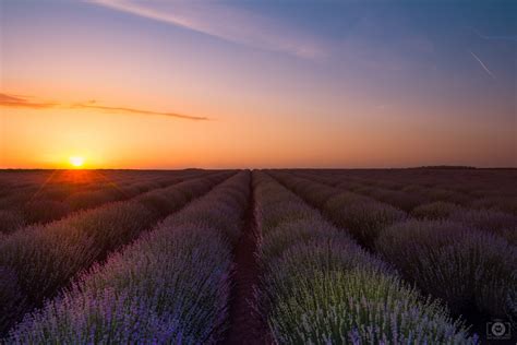 Lavender Field At Sunrise Background High Quality Free Backgrounds