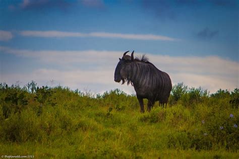 Spectacular South Africa Wildlife Photos | Adventure Travel blog | The Planet D