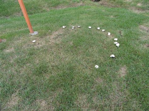 Mushrooms And Fairy Rings In Lawns Turfgator