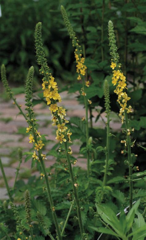 Agrimony Plant - Agrimonia eupatoria - medicinal uses - Macedonia Nature