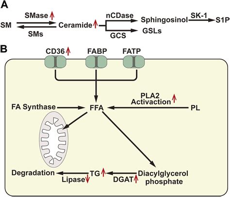 A Diagram Of Glutamine Metabolism Pathway Gln Glutamine Glu Download Scientific Diagram