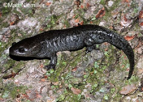 Tennessee Watchable Wildlife | Mole Salamander