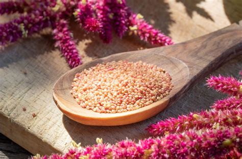 Discover The Versatile Uses And Benefits Of Amaranth Wikifarmer