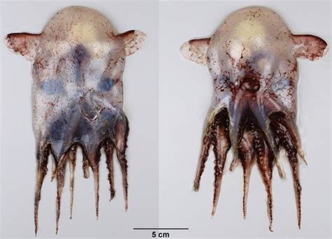 Small Jellyhead (Grimpoteuthis innominata) · iNaturalist