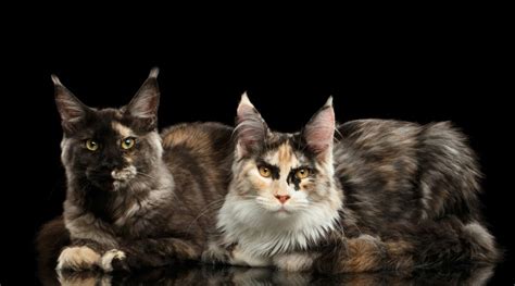 What Are The Rarest Maine Coon Colors Love Your Cat