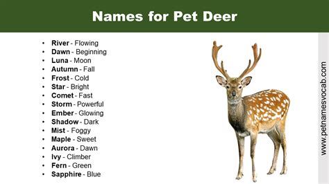 Names For Pet Deer Pet Names Vocab