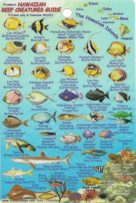 Hawaiian Islands Reef Creatures Fish ID Mini Card By Frankos Maps Ltd