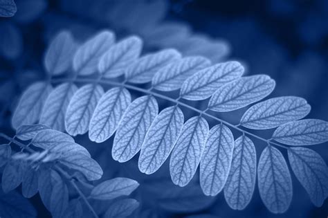 Premium Photo Close Up Of Snow Covered Leaves