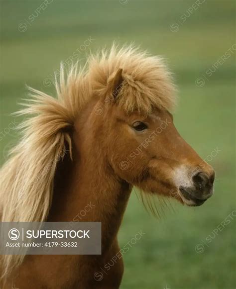 Icelandic Horse Superstock