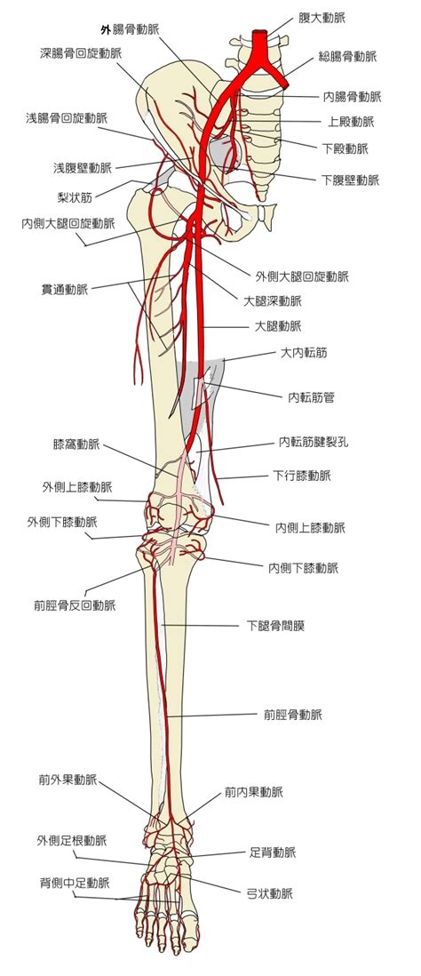 Visual Anatomy 視覚解剖学