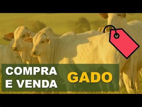 Planilha De Compra E Venda De Gado Controle Em Excel YouTube