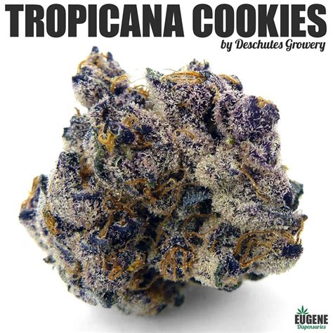 Strain Review Tropicana Cookies By Deschutes Growery The Highest Critic