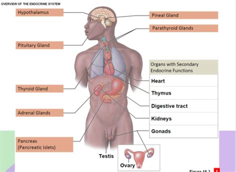 Chapter Endocrine System Flashcards Quizlet