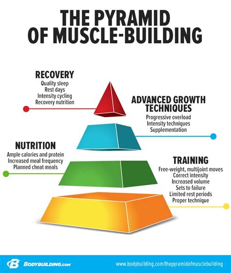 The Pyramid Of Muscle Building