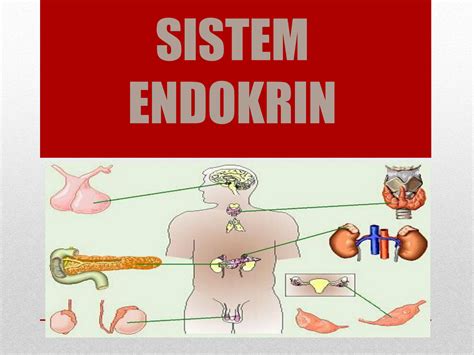 SOLUTION Anatomi Sistem Endokrin Ppt Studypool