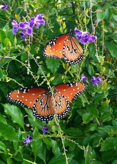 Two Butterflies Smithsonian Photo Contest Smithsonian Magazine