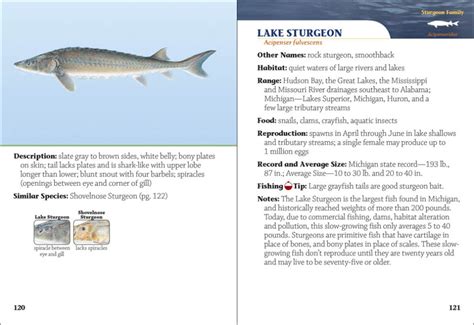 Fish Of Michigan Field Guide Adventurekeen Shop