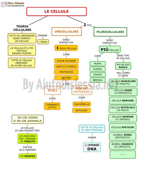 Le Cellule Sc Media Aiutodislessia Net Scienza Scuola Media