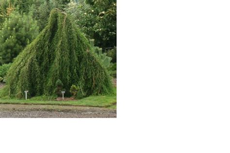 Taxodium Cascade Falls Weeping Bald Cypress Bald Cypress Cascade