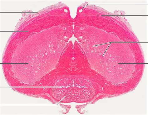 Histology Of Penis Diagram Quizlet