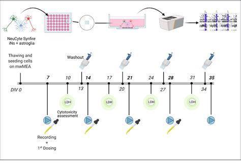 Figure From A Human Ipsc Based In Vitro Neural Network Formation