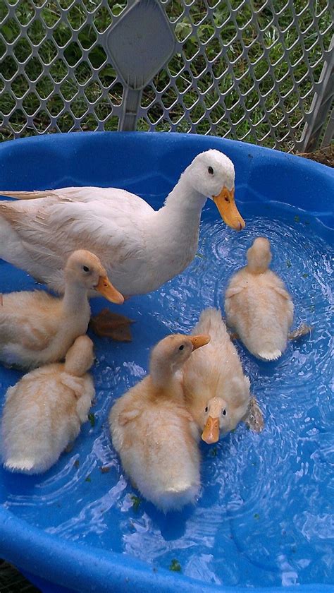 The Beginners Guide To Hatching Duck Eggs Artofit