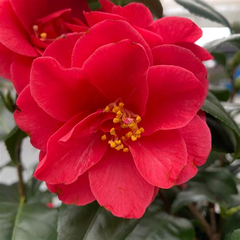 Camellia Japonica Campbellii Rezistenta La Inghet