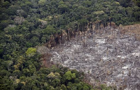 Tala indiscriminada de árboles en Colombia Colombia Verde