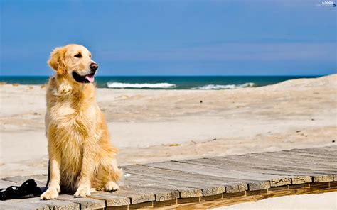 Sand Pier Dog Beaches Dogs Wallpapers 2560x1600