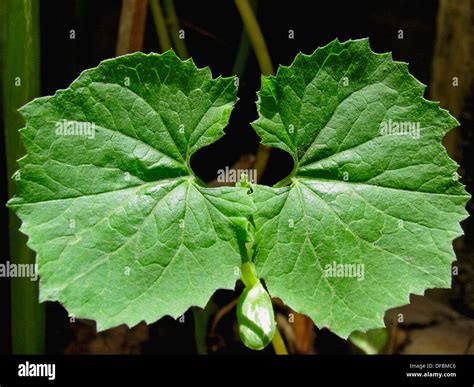 Jeune Plante De Melon Amer Banque De Photographies Et Dimages à Haute