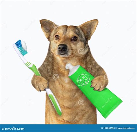 Dog with Toothbrush and Toothpaste Stock Photo - Image of concept ...