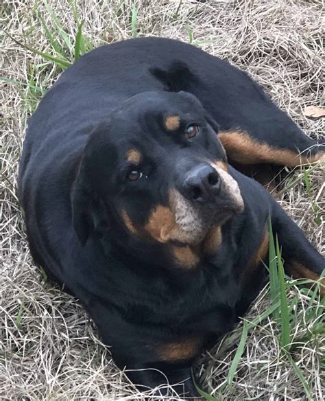 Rottweiler Heat Cycle - Mississippi Rottweilers