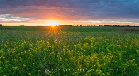 Prairies Wildflowers Grasses Gary Alan Nelson Photography