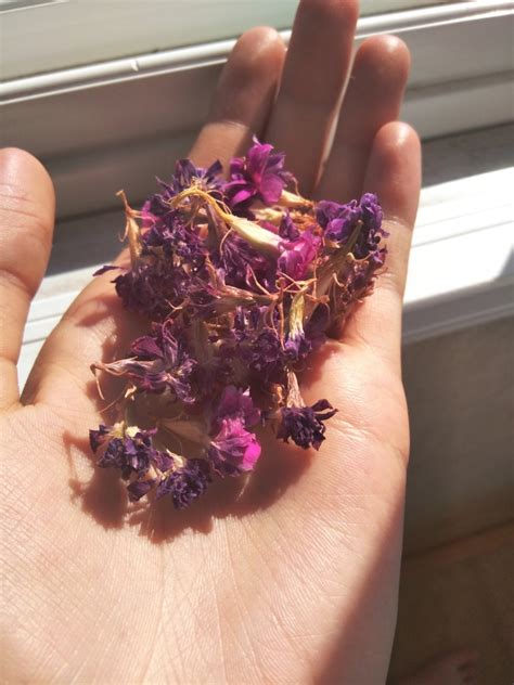 Create Meme How To Dry Flowers Ivan Tea Flowers Dried Flowers Ivan