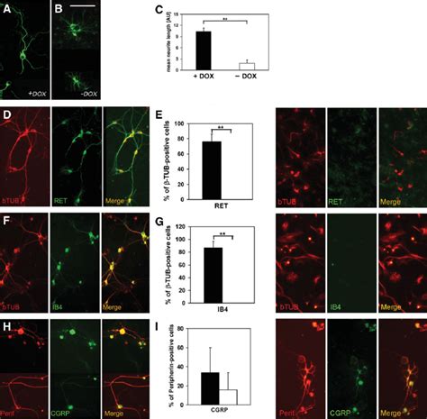 Dox Activated Runx1 Expression Induced Differentiation Of Boundary Cap