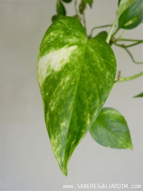 Jiboia Epipremnum Aureum Folhas De Plantas Cultivo Bijoterias