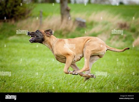 running Great Dane Stock Photo - Alamy