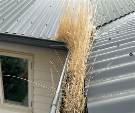 Cleaning Gutters From The Ground Gutter Cleaner Reveals All