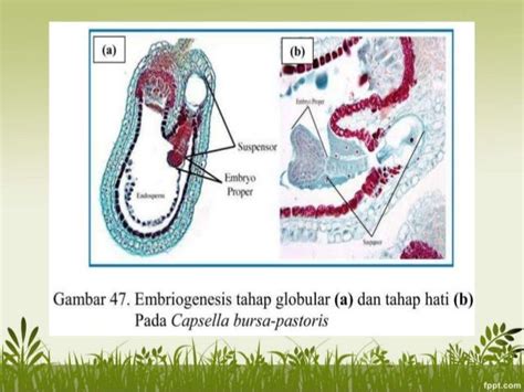 Ppt Embriologi Tumbuhan Perkembangan Embrio Dan Biji