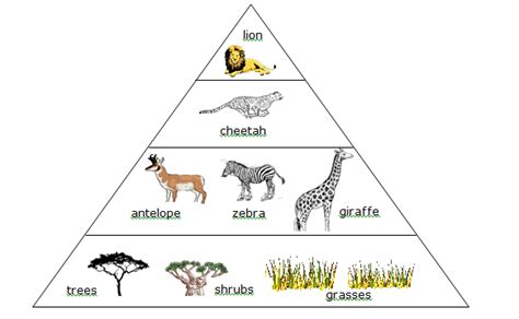 Savanna Energy Pyramid Tropical Savanna