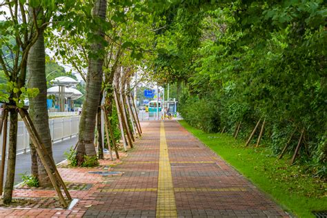 Background Foto Trotoar Dengan Pohon Hijau Di Kampung Fotografi Ara