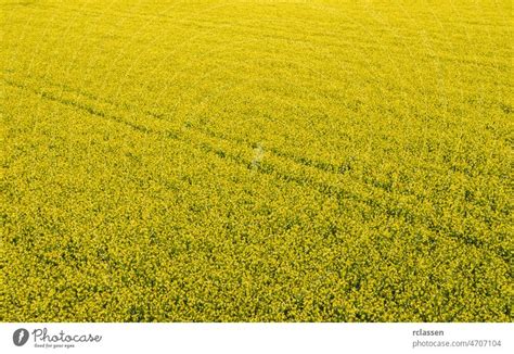 Rapsfeld Von Oben Drohnenaufnahme Ein Lizenzfreies Stock Foto Von