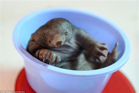 Australia Zoo's 'puggle', a baby echidna that weighs just 696g | Daily ...