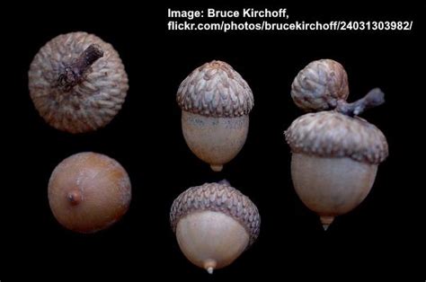 38 Types Of Acorns With Pictures Identification Guide For 59 Off