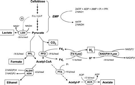 Metabolically Deduced Pathway Of Pyruvate Catabolism In Clostridium Download Scientific Diagram