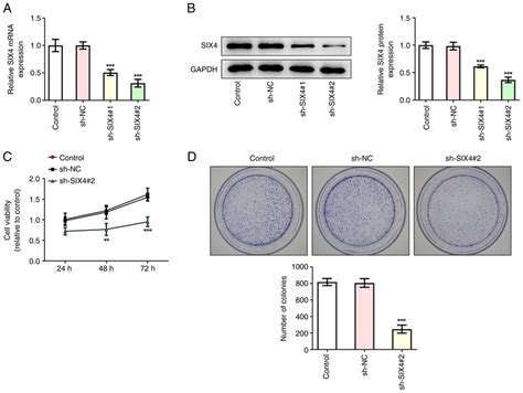 Interference With SiX4 Inhibits Proliferation Of SKoV3 Cells A